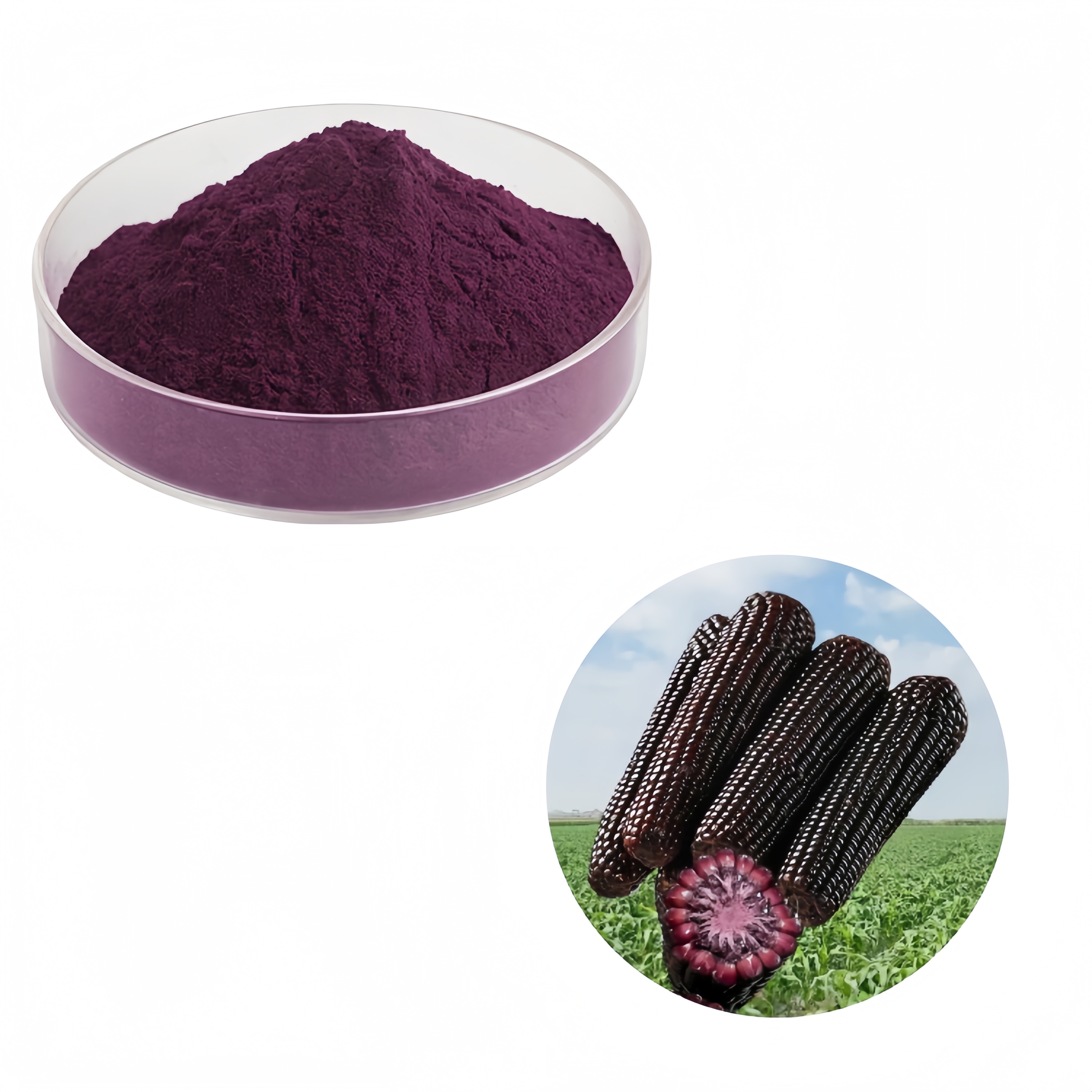 BIO Purple Corn Extract Powder Anthocyanins Purple Corn Seed Extract Powder