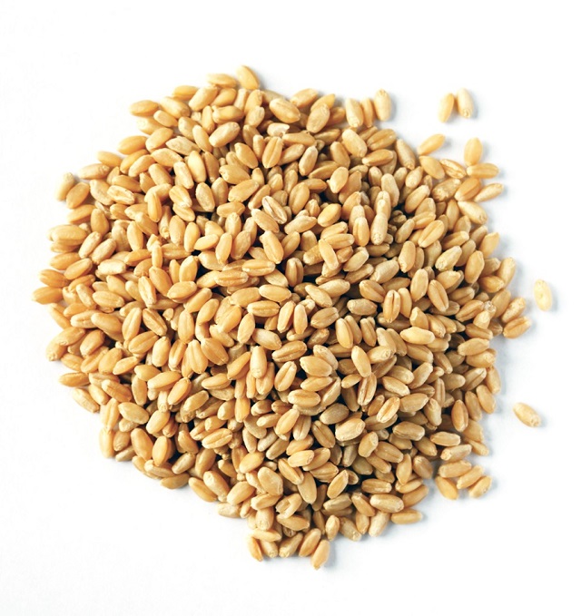 Quality Organic Durum Wheat Grains-Brown Long Grains 100% Purity 11-12% Protein Netherlands Origin