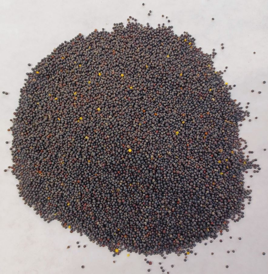 Canola Seeds Dried Healthy Food Grain for Oil Production From Belgium with 24 Months Shelf Life