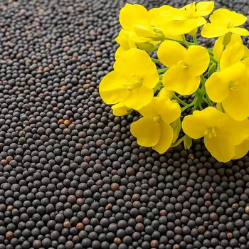 Rape Seeds / Canola Seeds Show 3