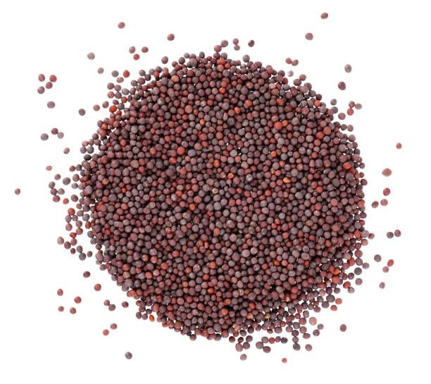 Canola Seeds Dried Healthy Food Grain for Oil Production From Belgium with 24 Months Shelf Life