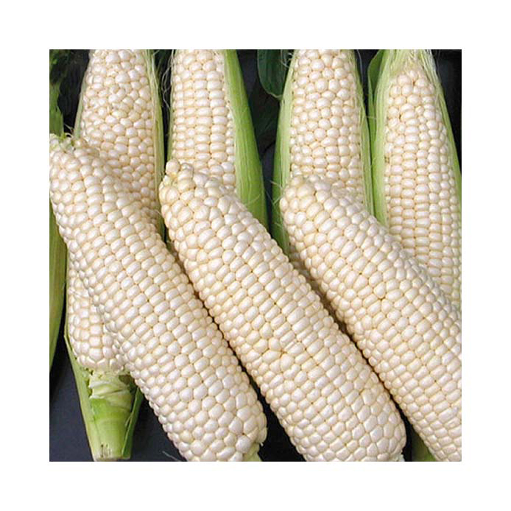 Non-GMO Glutinous High Protein Dried White Corn | Bulk Food Grade | Export from Brazil