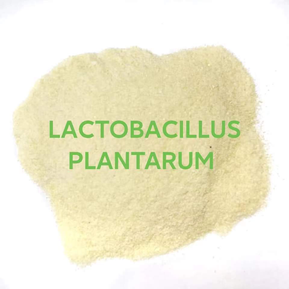 Lactobacillus Plantarum Probiotic Powder For Aquaculture Improve Water Quality, Enhance Fish Growth &amp; Disease Resistance