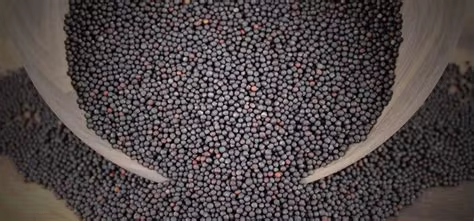 High Nutrient Cleaned Dried Uniformly Sized Canola Rapeseeds GTSA Brand South Africa Sale Shelf Life 24 Months Manufacturer