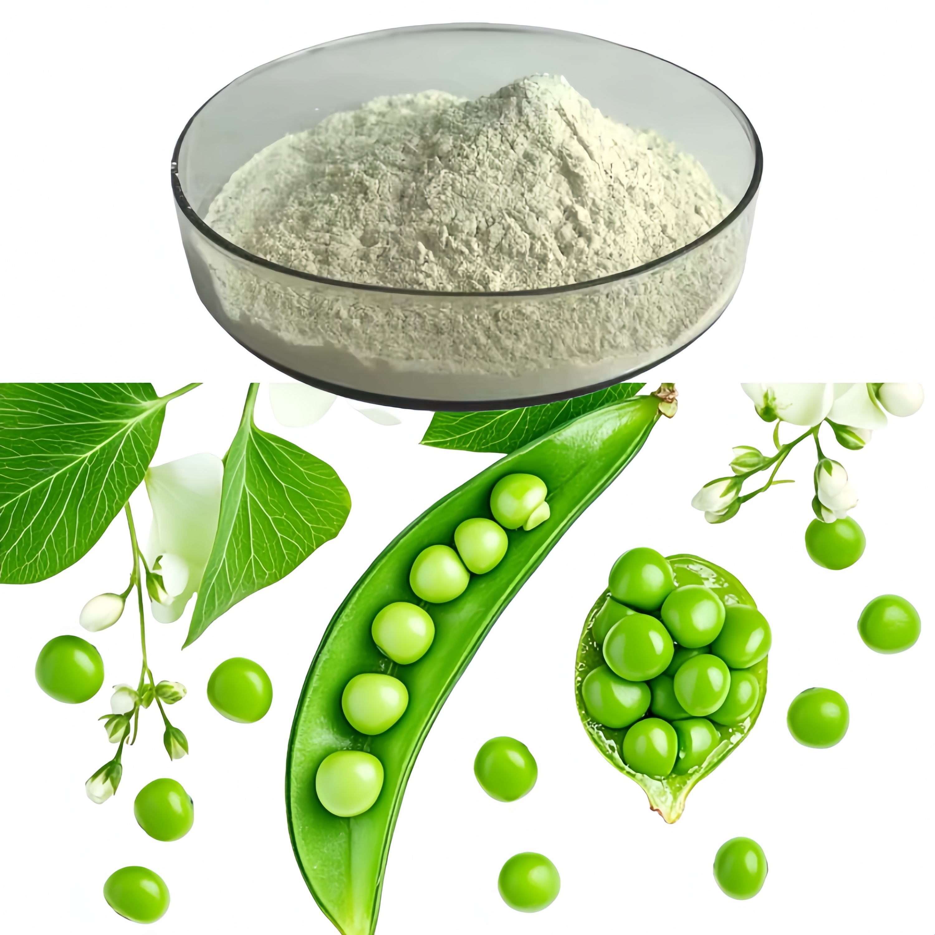 Factory Supply Wholesale Price Pisum Sativum Extract Pea Protein 80%