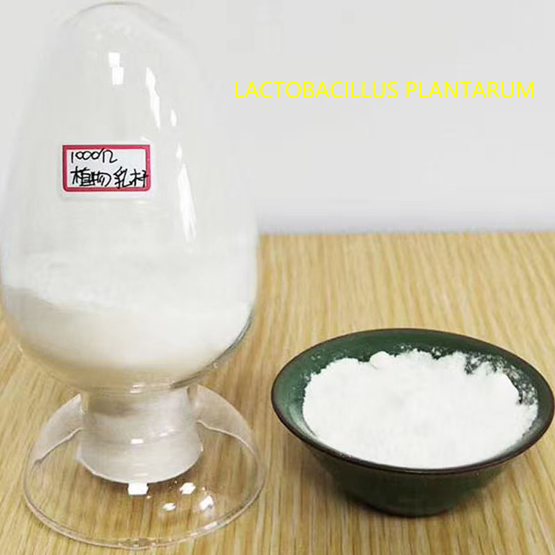 Lactobacillus Plantarum Probiotic Powder For Aquaculture Improve Water Quality, Enhance Fish Growth &amp; Disease Resistance