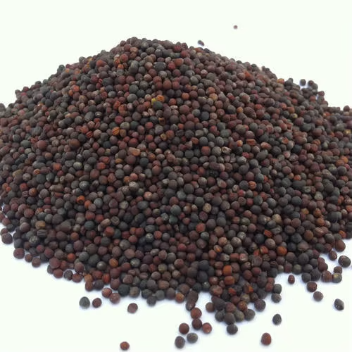 High Nutrient Cleaned Dried Uniformly Sized Canola Rapeseeds GTSA Brand South Africa Sale Shelf Life 24 Months Manufacturer
