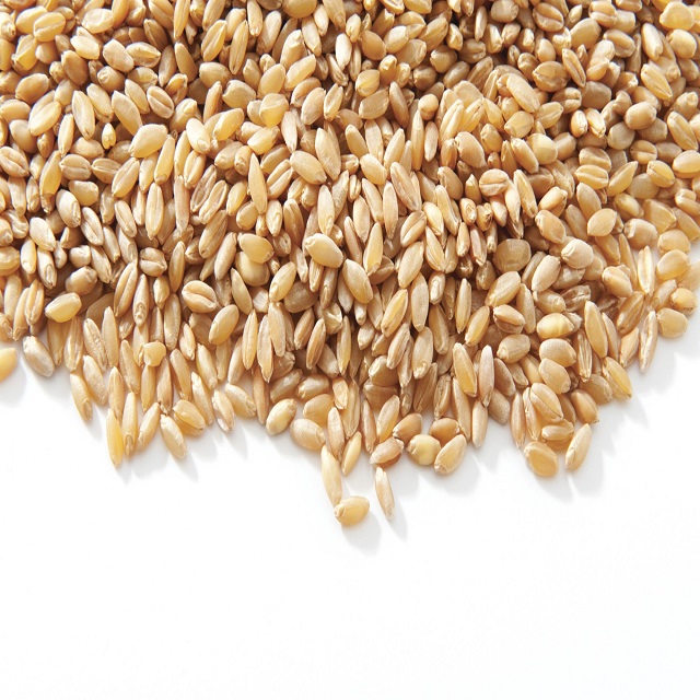 Quality Organic Durum Wheat Grains-Brown Long Grains 100% Purity 11-12% Protein Netherlands Origin