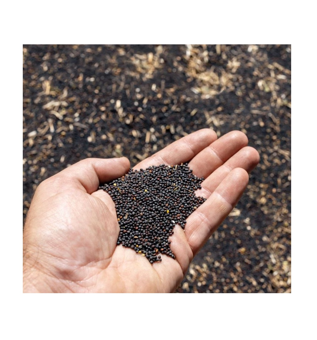 Canola Seeds Dried Healthy Food Grain for Oil Production From Belgium with 24 Months Shelf Life
