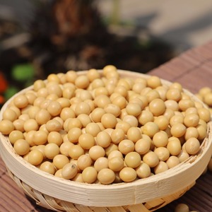 Non-GMO Dried Yellow Soybeans Organic Certified Nutritious Plant-Based Protein Source