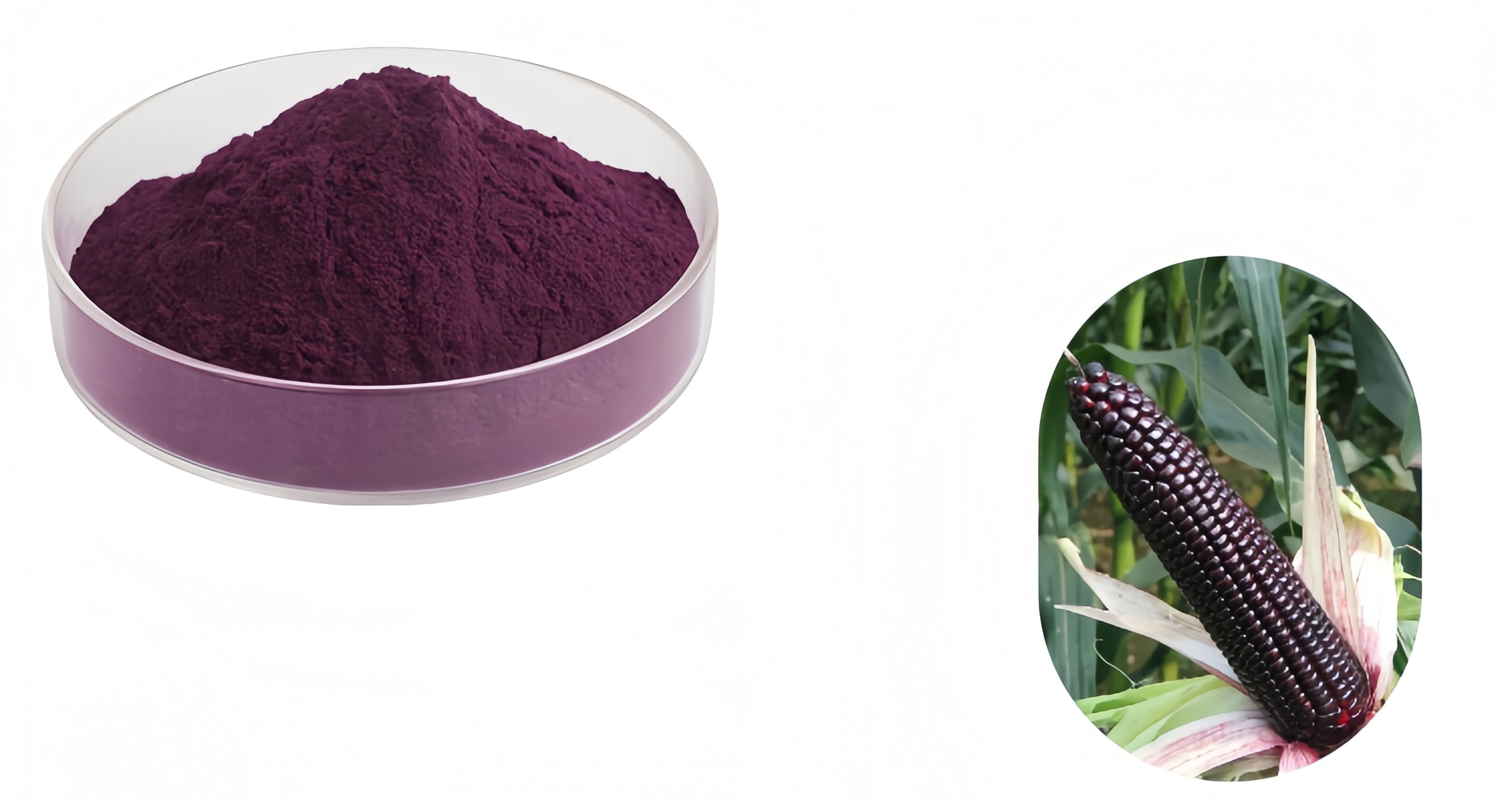 Purple Corn Extract