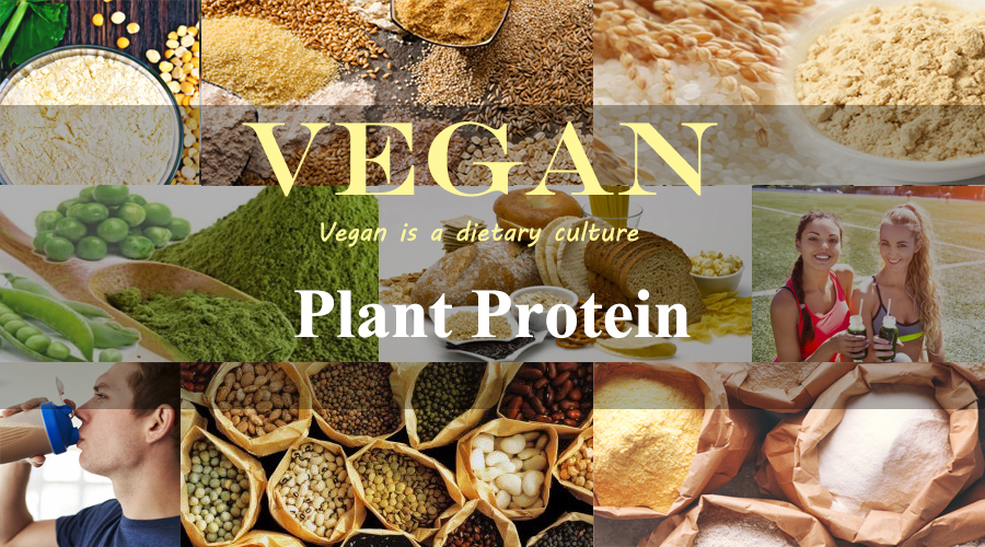 Plant Protein Raw Material