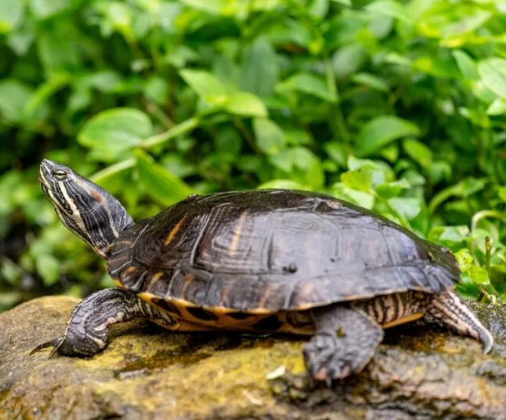 Turtle Testing
