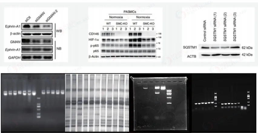 Application Results 1