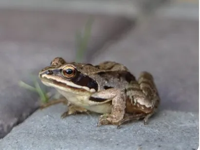 Frog Testing