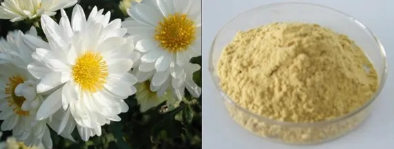 Chrysanthemum Flower Extract Powder With Flavonoids, Amino Acids & Vitamins