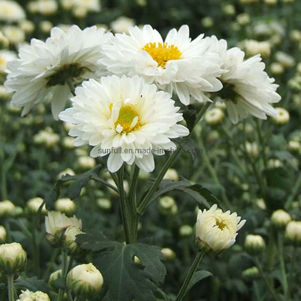 Chrysanthemum Flower Extract Powder Wtih Flavonoids, Amino Acids &amp; Vitamins