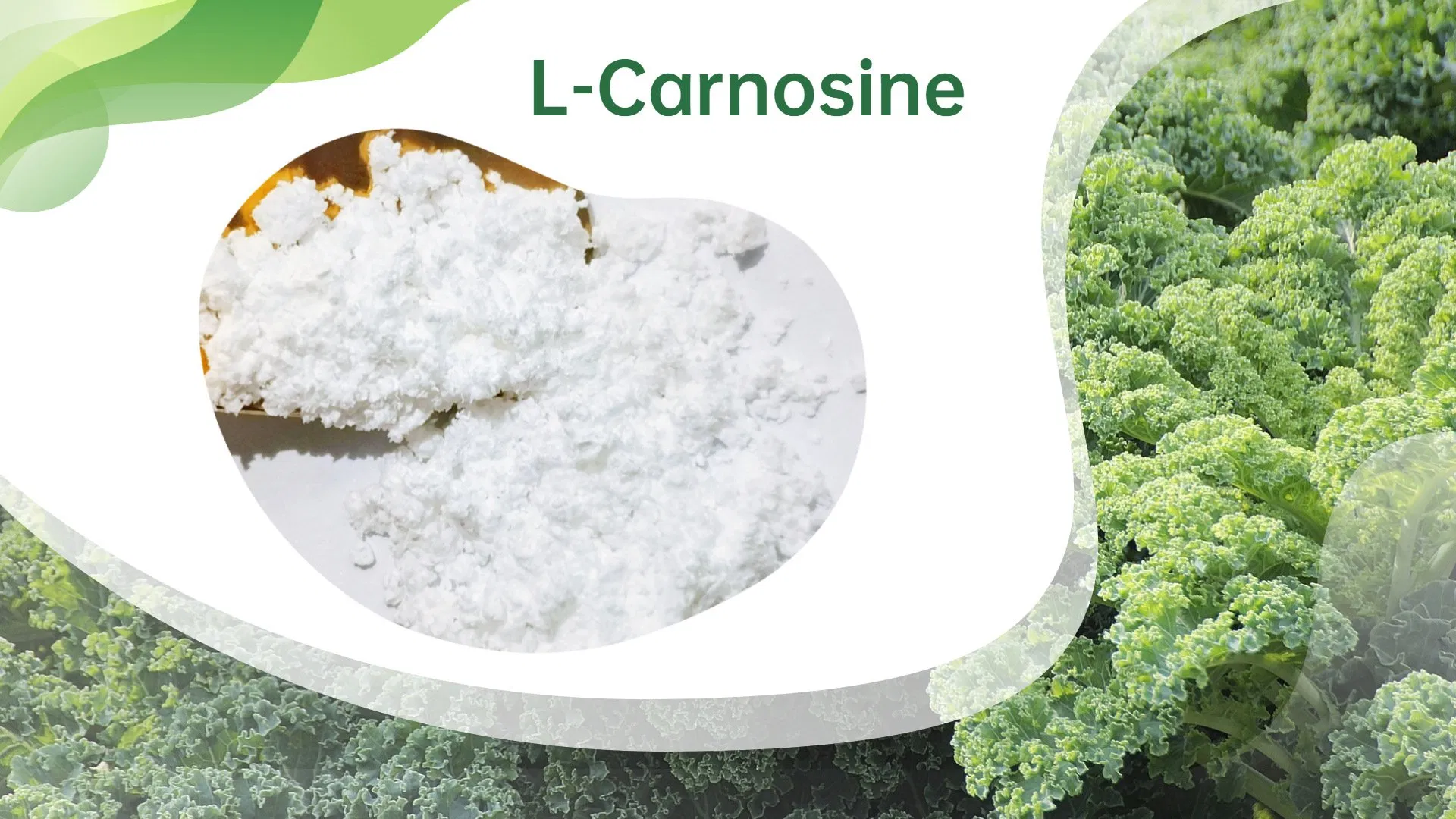Skin Whiting L-Carnosine Cosmetic Addictive Raw Material USP Grade