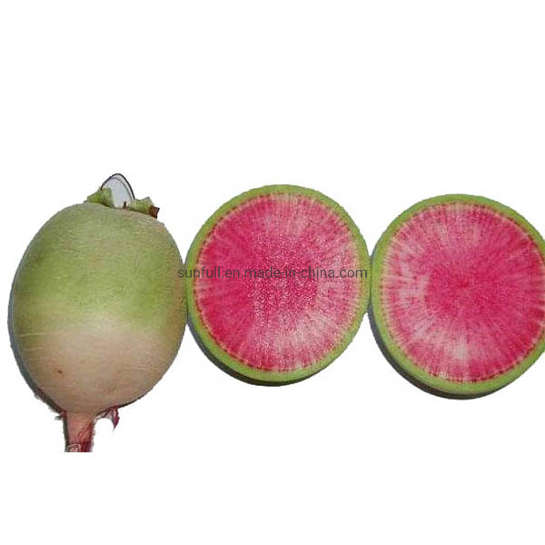 Natural Food Colorant Radish Red Pigment Raphanus Sativus Anthocyanins