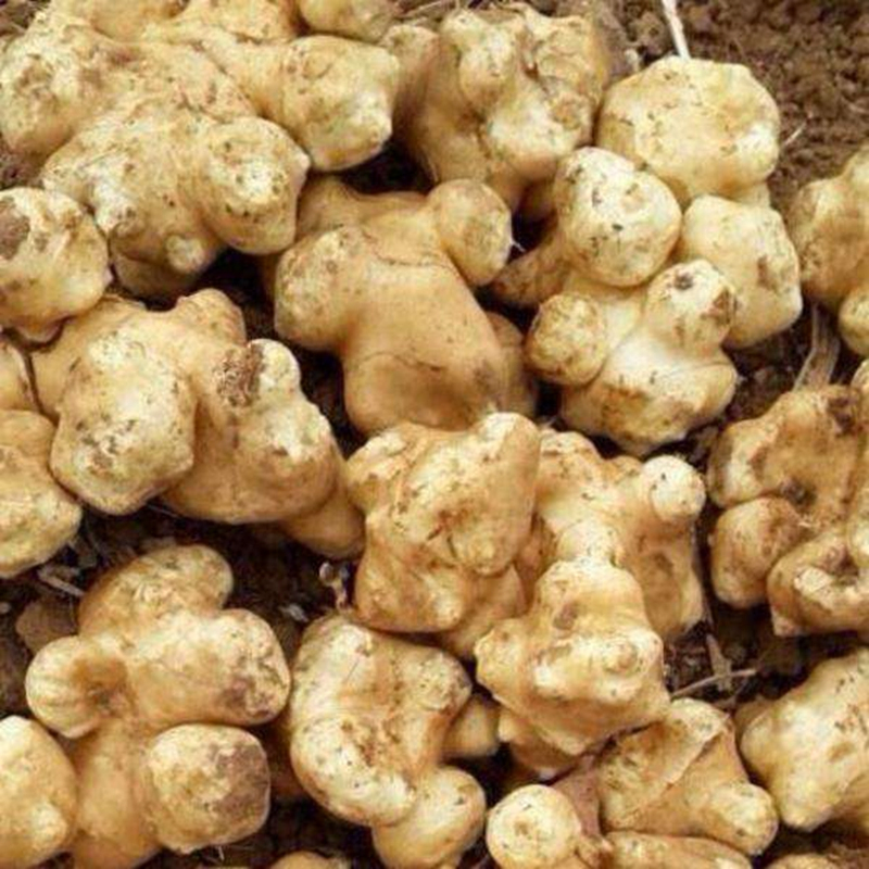 Food Ingredients Additive Probiotics Inulin Powder for Dairy Candy Products