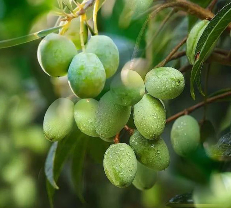 Manufacturers Supply Natural Plant Derived Olive Oil Spice Oil