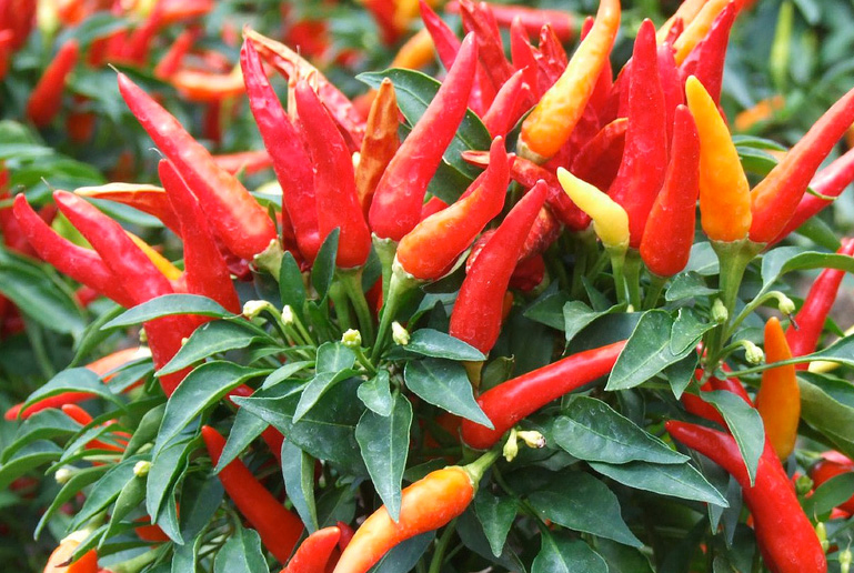 Paprika Oleoresin Natural Capsicum Oleoresin 20% as Food Colorant