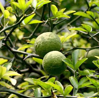 Citrus aurantium extract detail