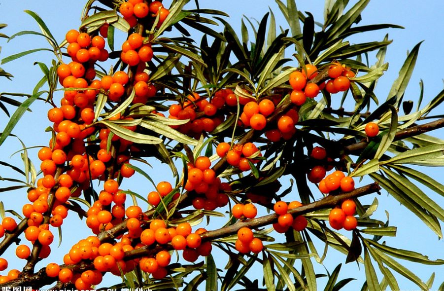 Healthcare Flavonoids Sea Buckthorn Fruit Extract Vc