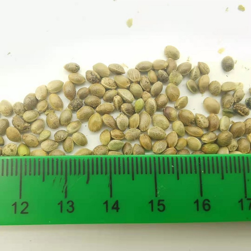 Hemp seeds closeup 3