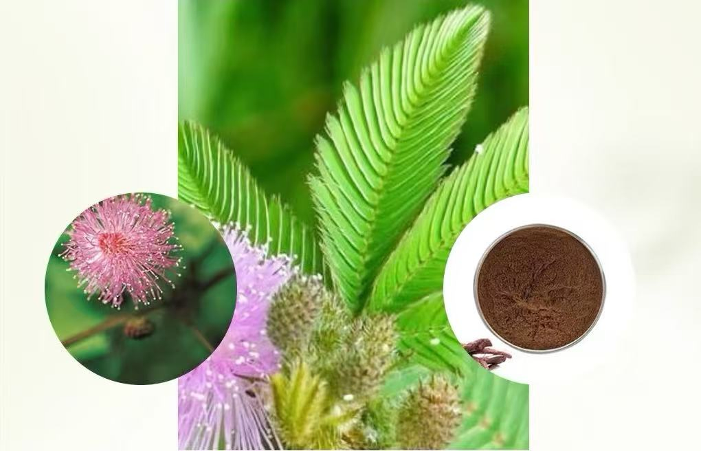 Factory Price Wholesale Mimosa Hostilis Powdered Root Bark Extract
