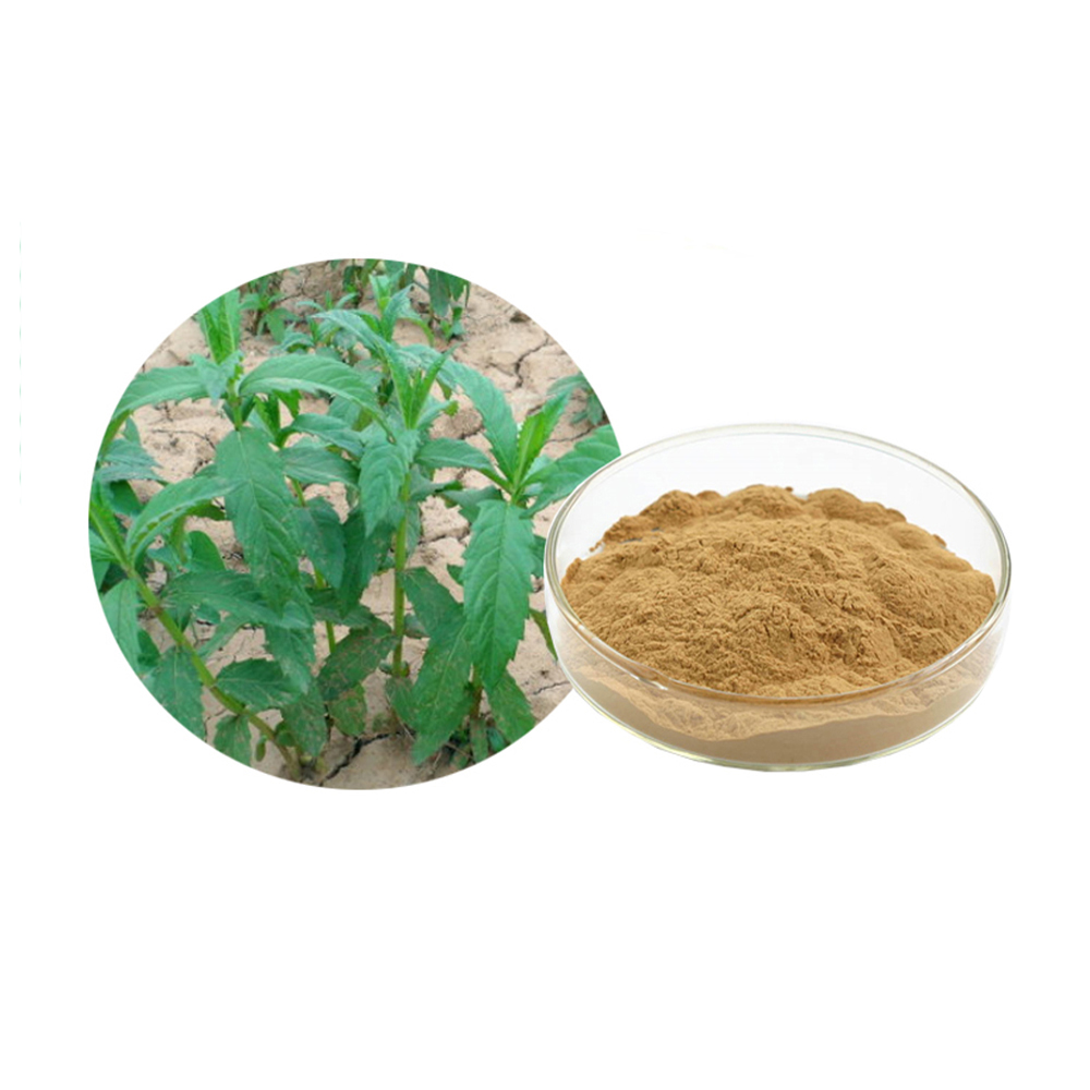 Natural Feverwort Extract Powder 10:1Japan Bogorchid Extract Herba Lycopi Extract 20:1