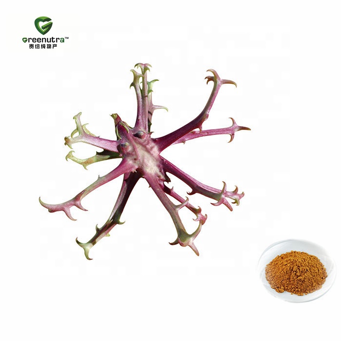 Clinical Strength Harpagophytum Extract 10:1 Standardized for Professional Pain Relief Solutions