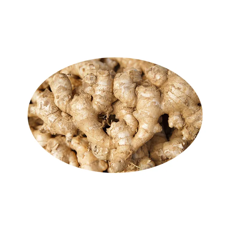 High Quality Chinese Herbal Extract Dried Ginger Extract