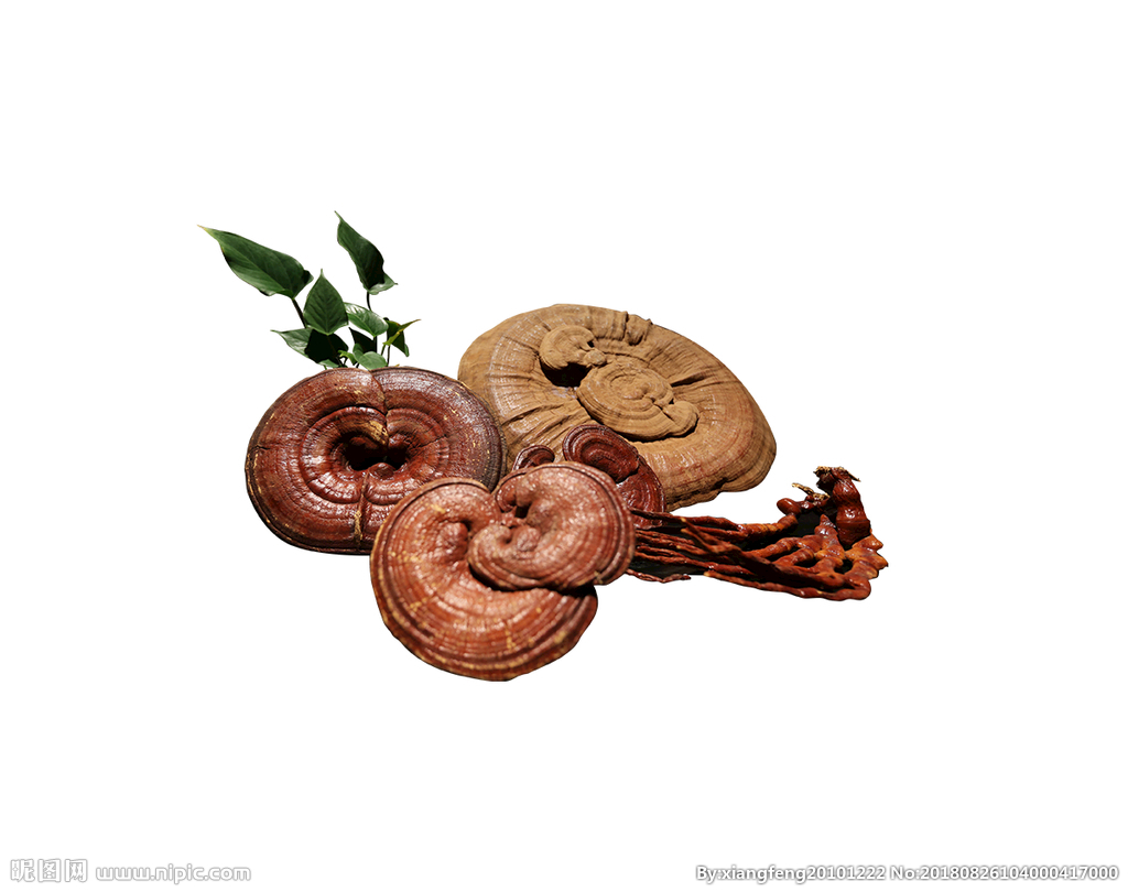 Fruiting Body and Spores