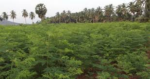 Eco-Friendly Agriculture
