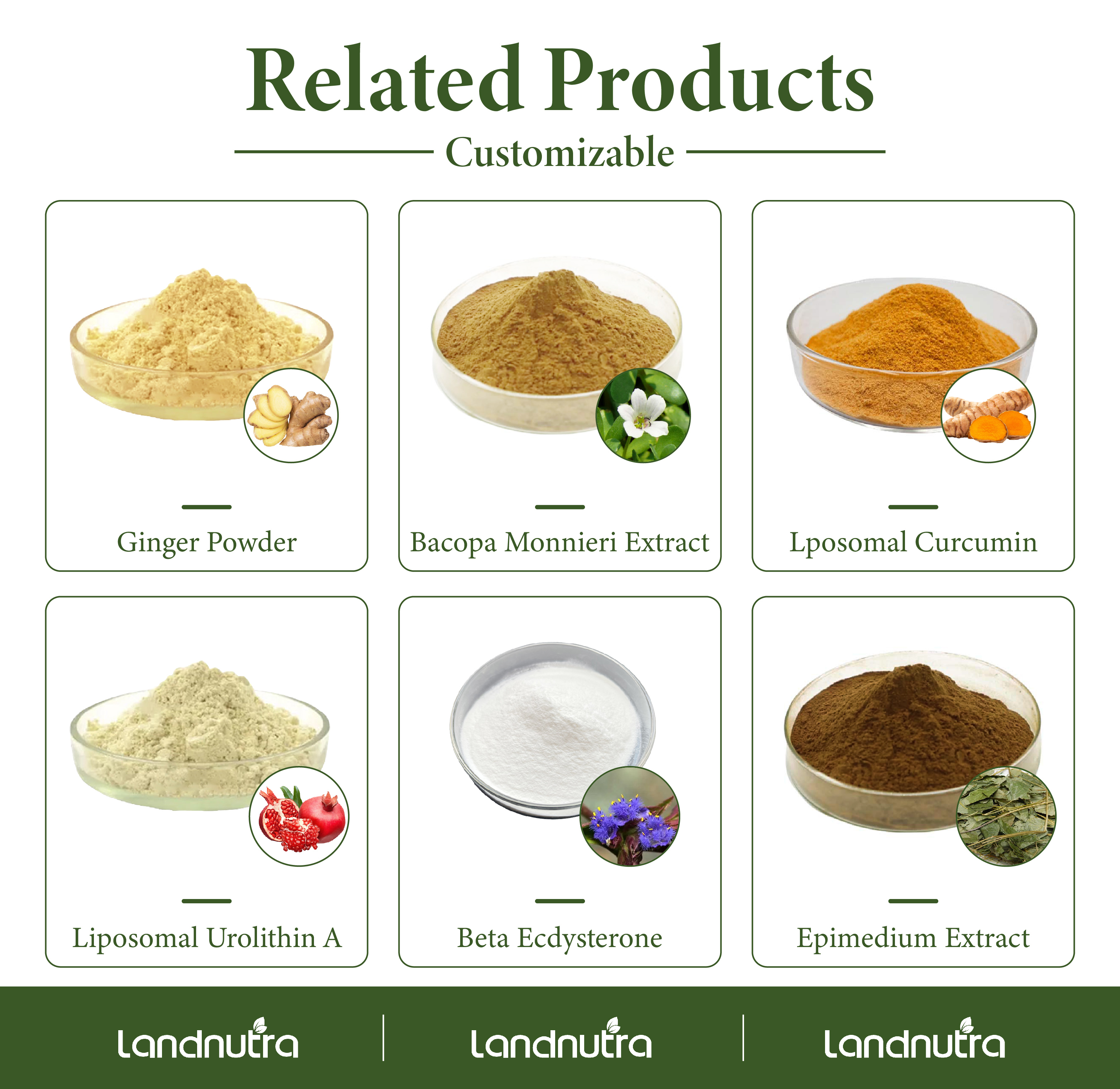 Wholesale Bulk Pure Organic Reishi Mushroom Extract Ganoderma Lucidum Powder Reishi Mushroom Extract Powder