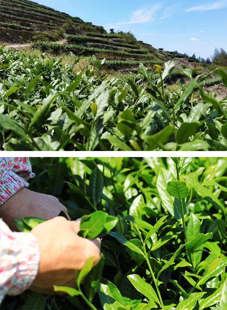 Tieguanyin Details