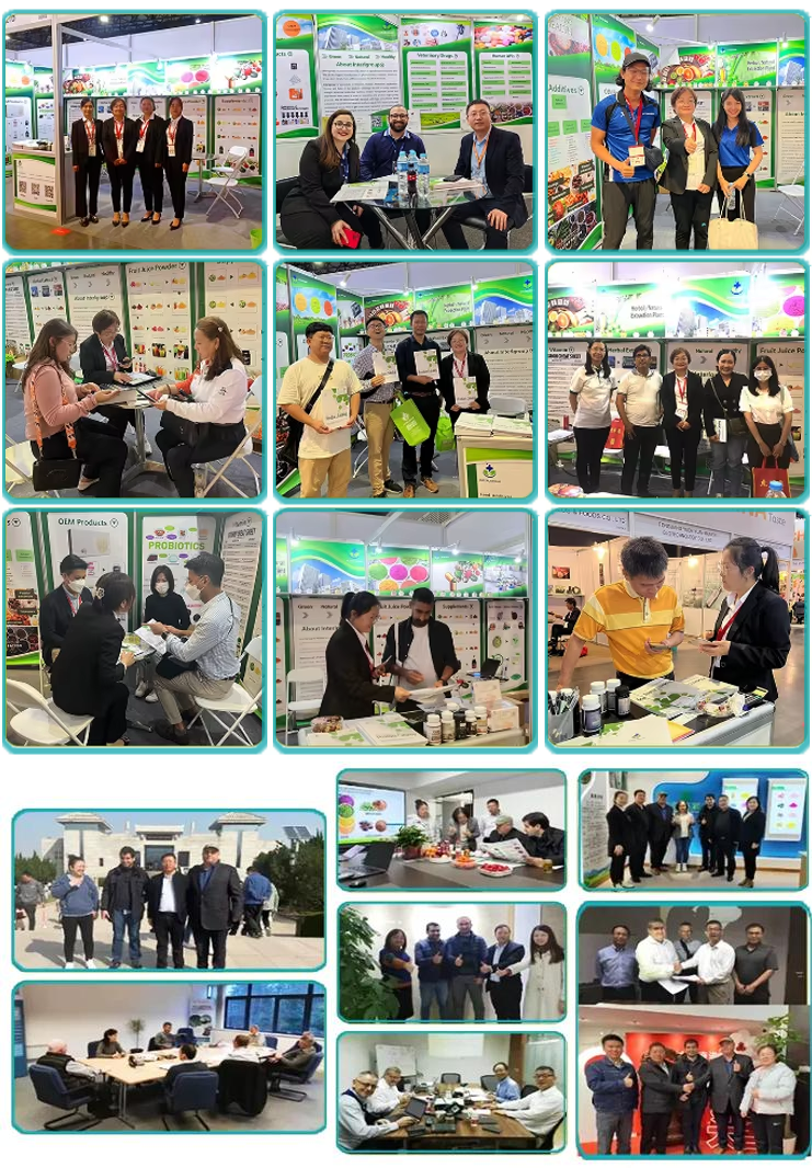 Global exhibition appearances