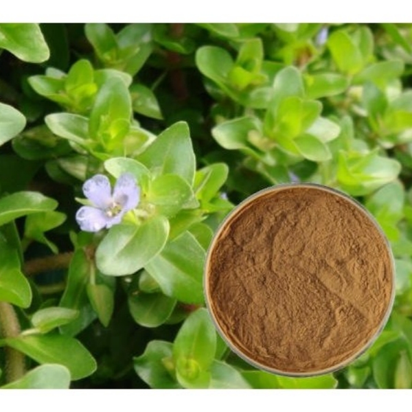 Premium Portulaca Oleracea Extract Powder Dried Herb Plant Purslane Extract