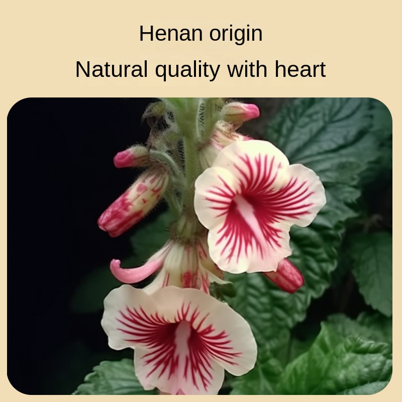 [Authentic Tongrentang Brand] Best-selling Food-grade Plant Extracts: Raw and Cooked Rehmannia Glutinosa Extracts
