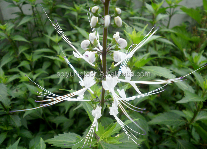Herb Orthosiphon Stamineus Extract Powder 20:1 10:1 Water Soluble