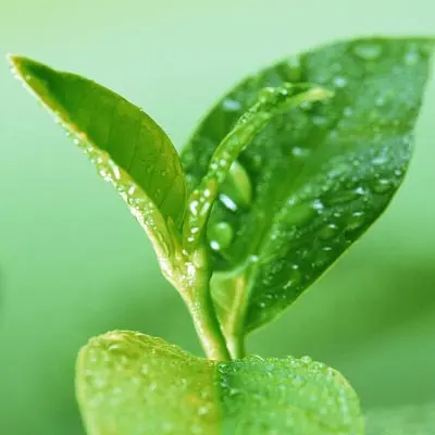 Best Price Green Tea Extract EGCG Green Tea Extract Powder Water Soluble Food Grade Herbal Extract