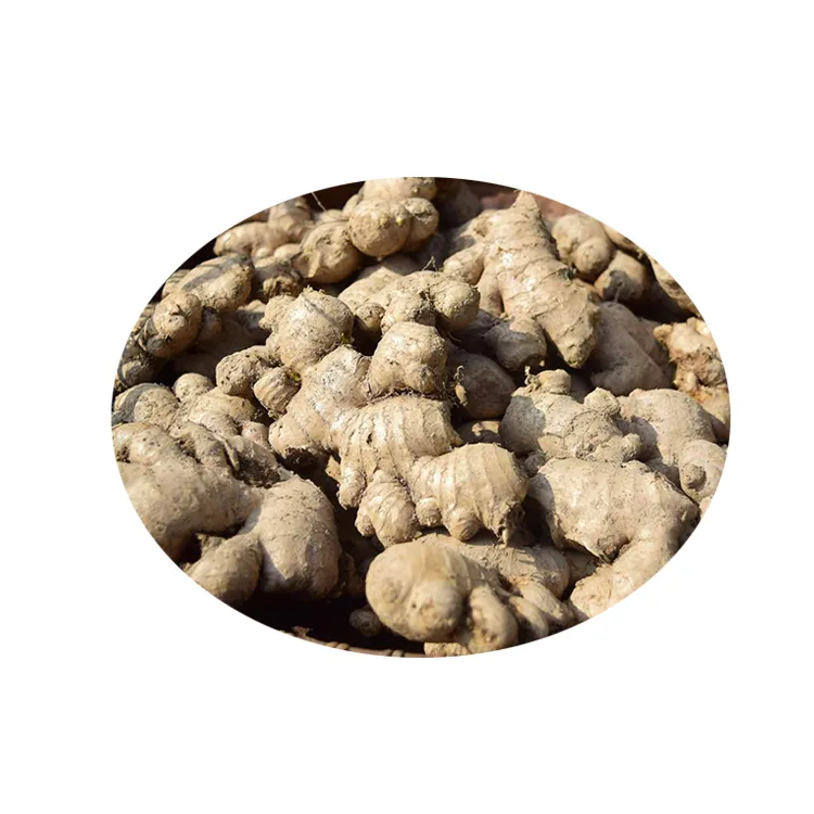 High Quality Chinese Herbal Extract Dried Ginger Extract