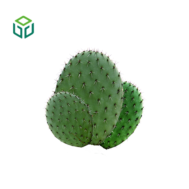 Cactus Extract Powder Material