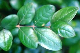 Natural Health Solutions