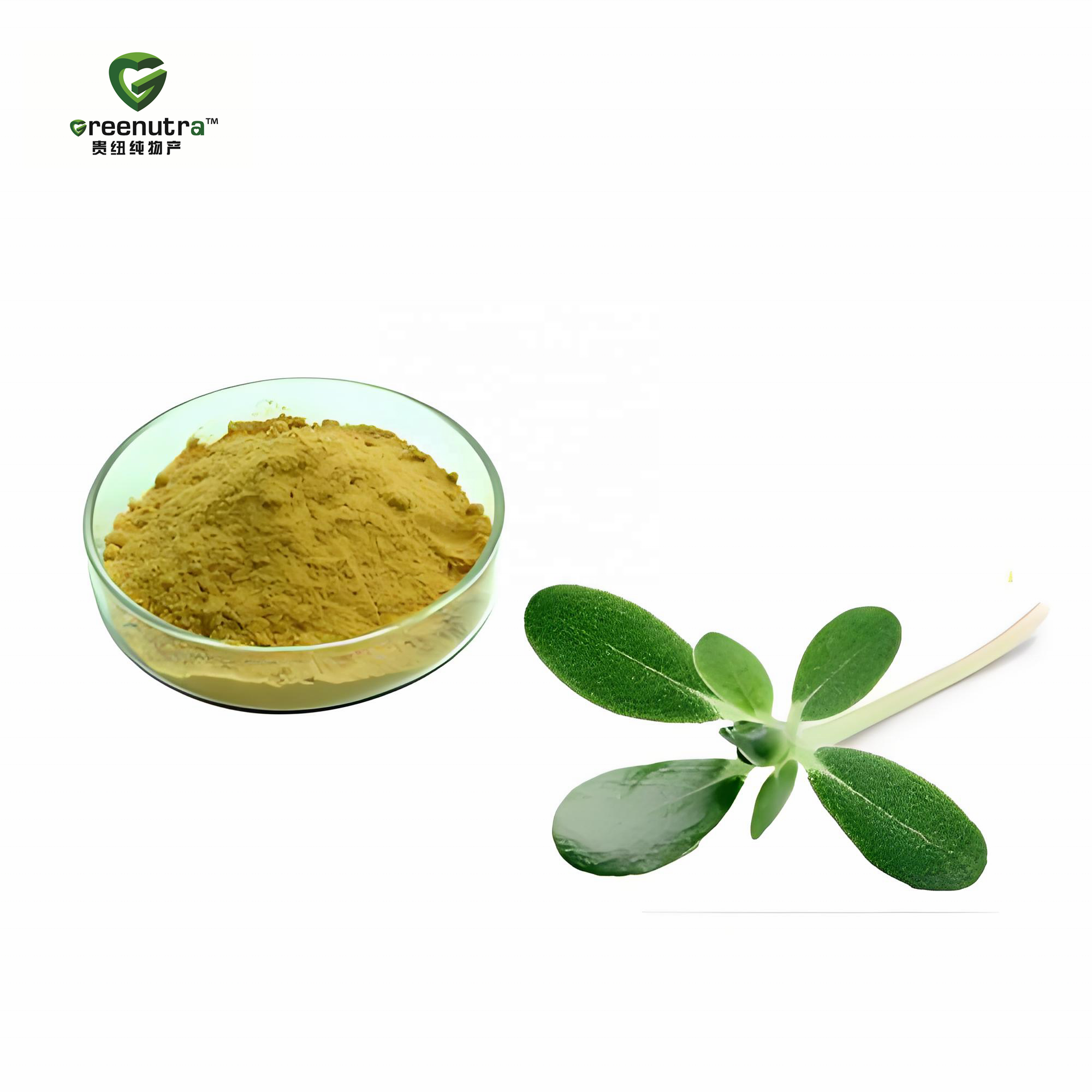 Portulaca Oleracea Extract for Natural Health Supplements Functional Foods and Traditional Herbal Product Formulations Worldwide