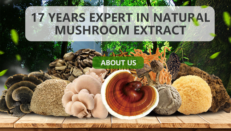 Mushroom Extract Banner