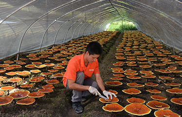 Harvesting Reishi 1