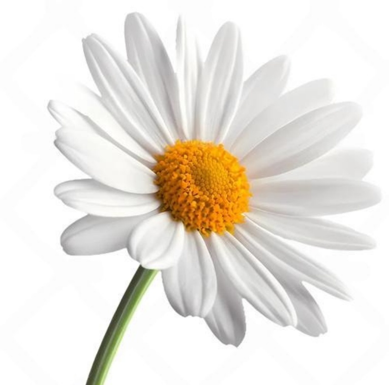 Good Quality Chrysanthemum Extract Powder Manufacture Supply Chrysanthemum Extract Powder for Sale