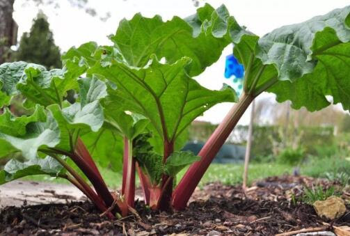 Rhubarb Extract Chinese Traditional Herb Rhubarb Root Extract